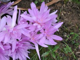 Colchicum autumnale